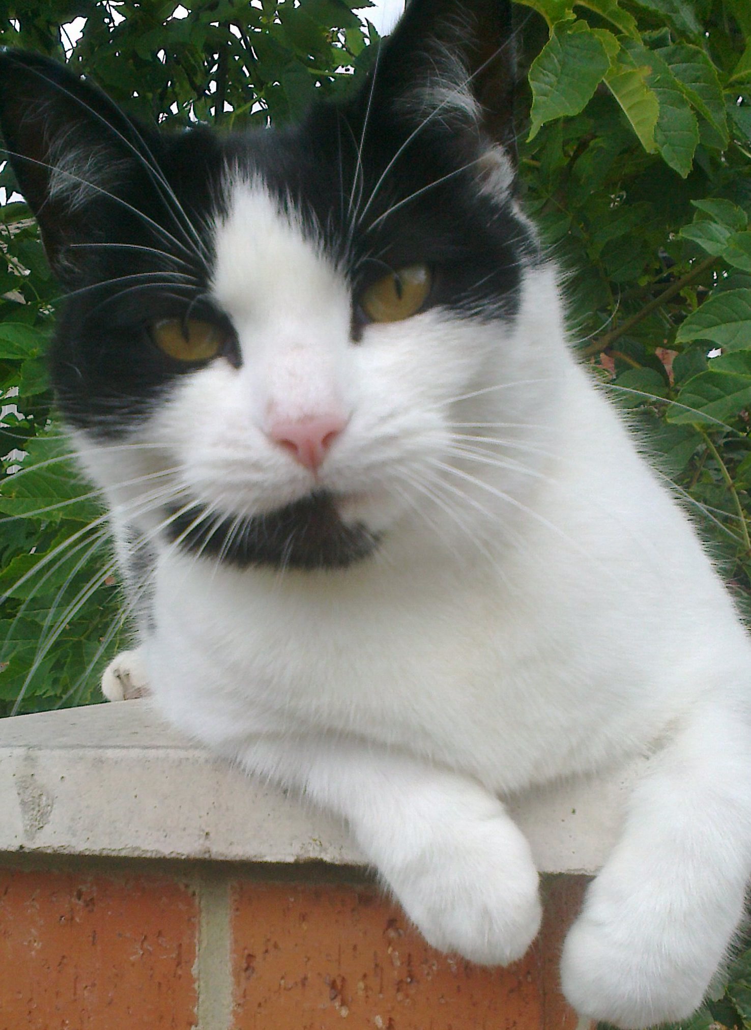 Dom is a male black-and-white short-haired moggy. In this picture he is sat on a garden wall under a tree, looking directly at the camera. He's leaning a little to the left.