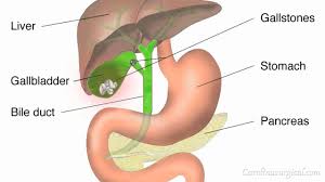A diagram showing where the gall bladder is found in the abdomen. The gall bladder is highlighted in green, and rests beneath the liver, above the stomach and small intestine.