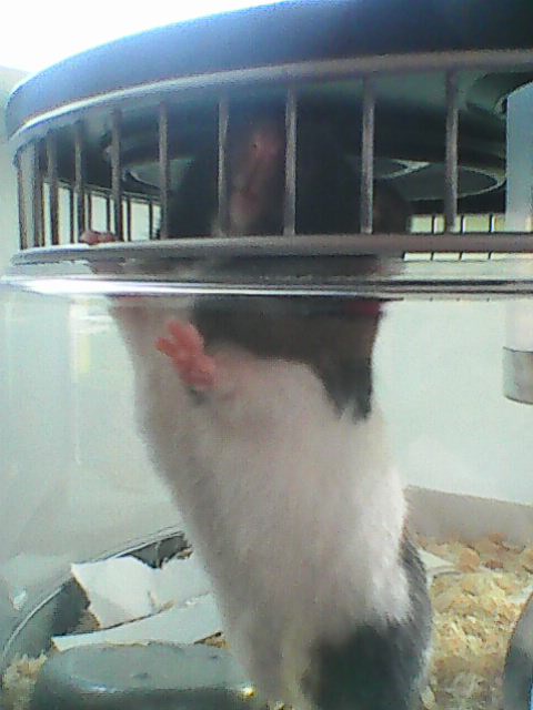 Image description: Tribble, a short-haired black-and-white hamster, stood on her hind legs leaning against the wall of her cage. She's poking her nose out between the bars, which she liked to do when we weren't paying enough attention to her cuteness.