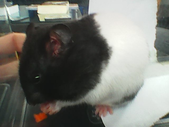Image description: Tribble, a black and white short-haired Syrian hamster, eating some carrot.