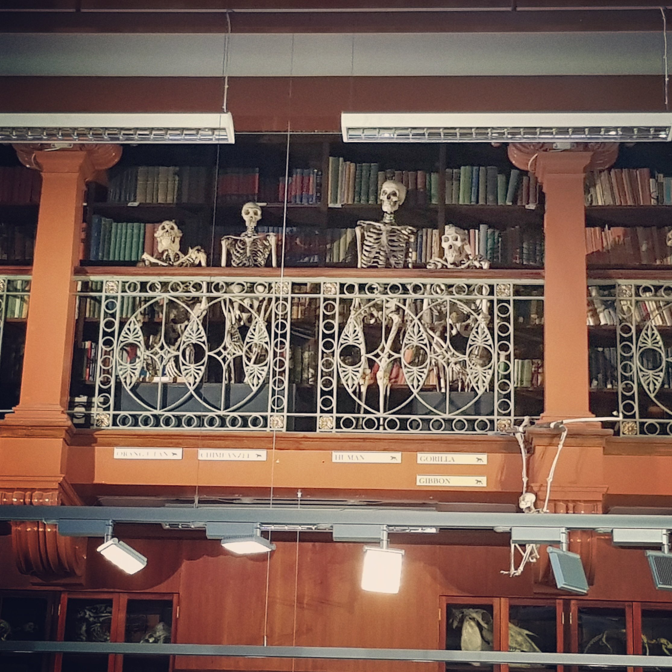 Inside the Museum of Zoology, looking up at the balcony with the skeletons. There are 5 in total including a human, an orangutan, a gorilla, a gibbon, & I believe a chimpanzee.