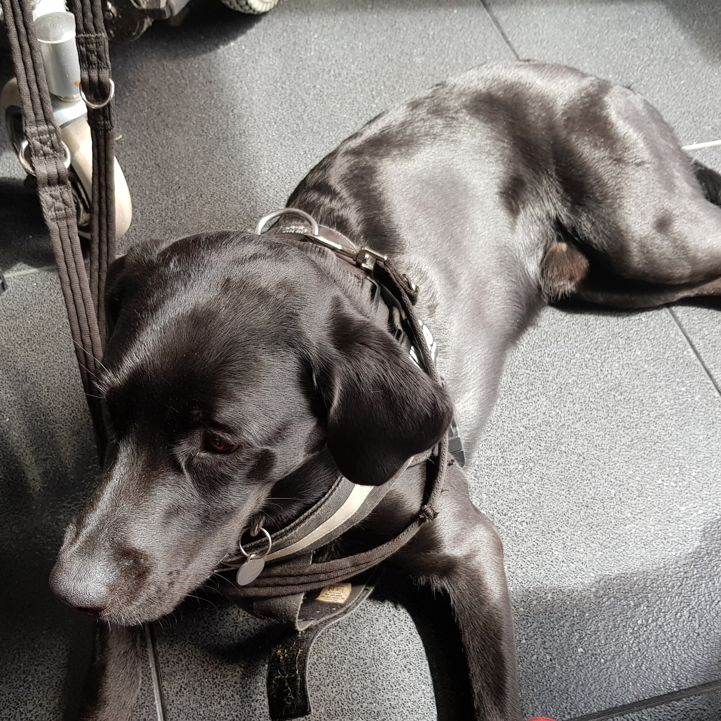 A black Labrador, assistance dog in training, resting on a patch of sunlight on the floor.