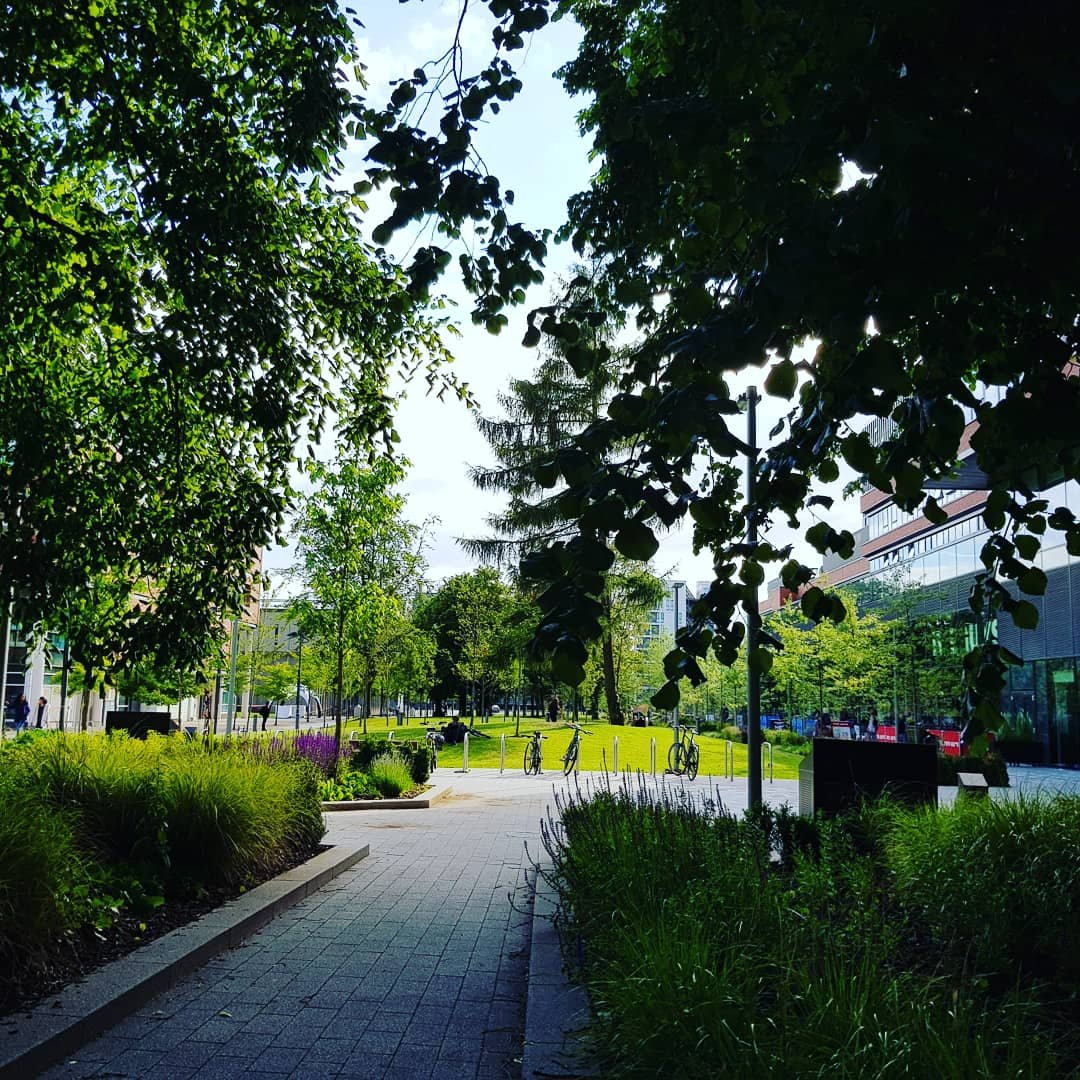 A path between two trees, framing a grassy space in central Manchester.